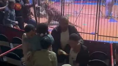 تحرك برلماني بعد واقعة السيرك في طنطا